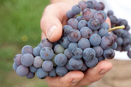 A hand holding a bunch of red grapes