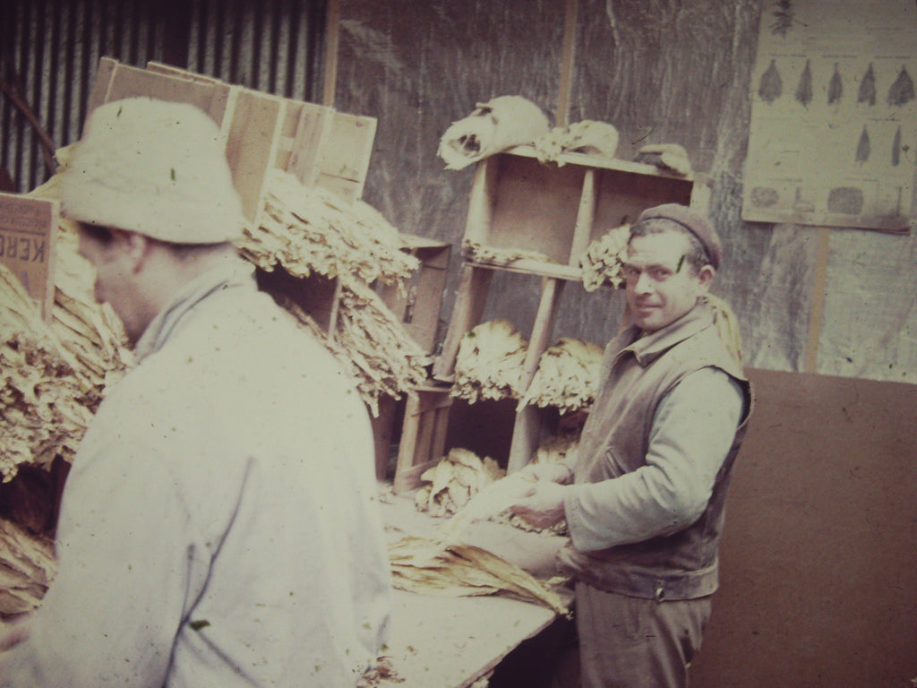 Two men sort tobacco leaves in an old shed 