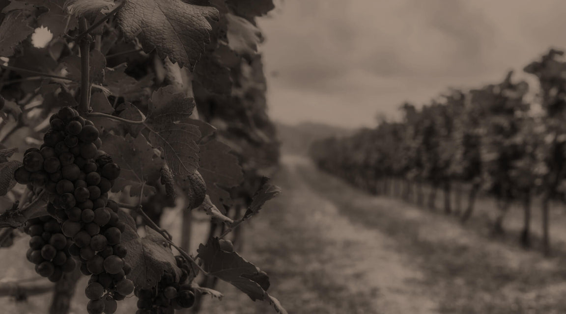 Black and white photograph looking up a row of Darling Estate's vineyard